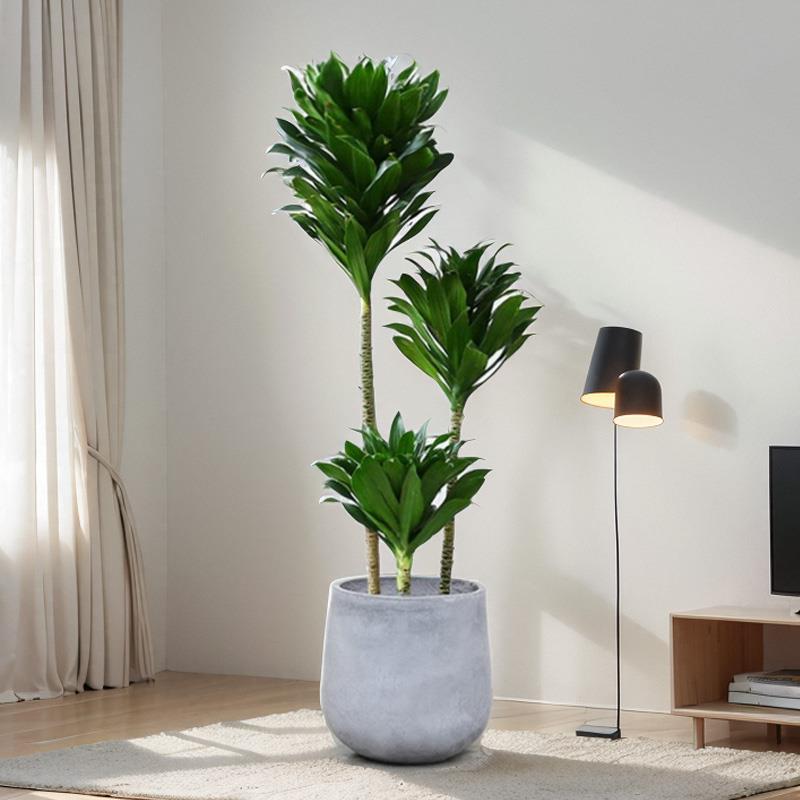 太阳神盆栽好养易活室内客厅绿植大型植物朱蕉龙血树造型网红盆景