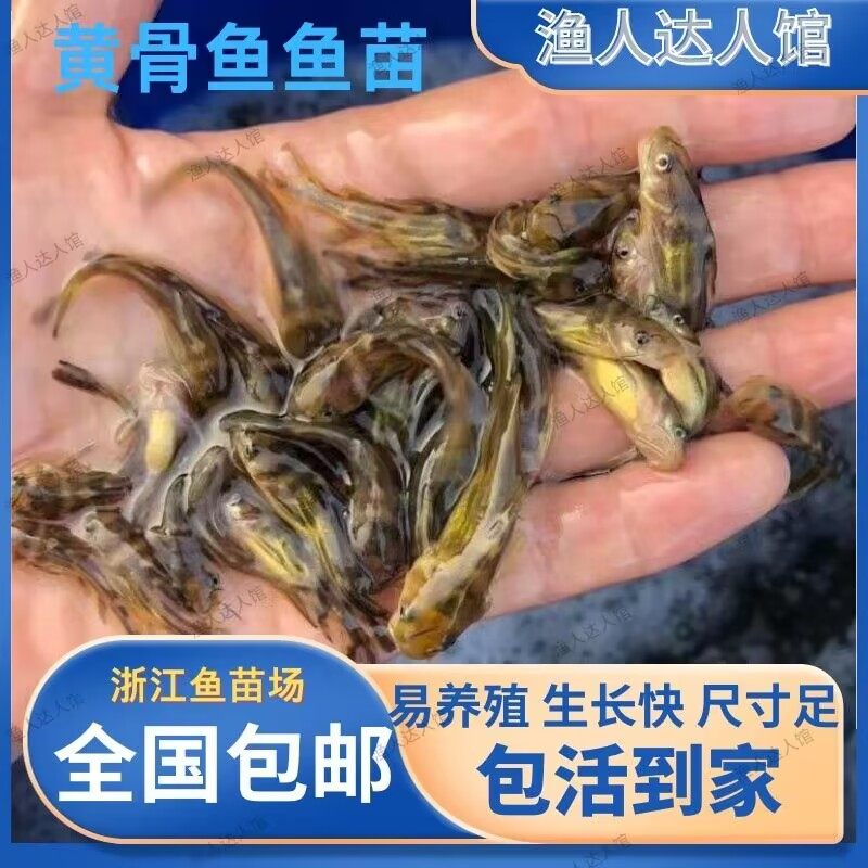 浙江黄骨鱼黄辣丁鱼苗昂刺黄颡鱼黄鸭苗淡水养殖食用活鱼鱼苗批发