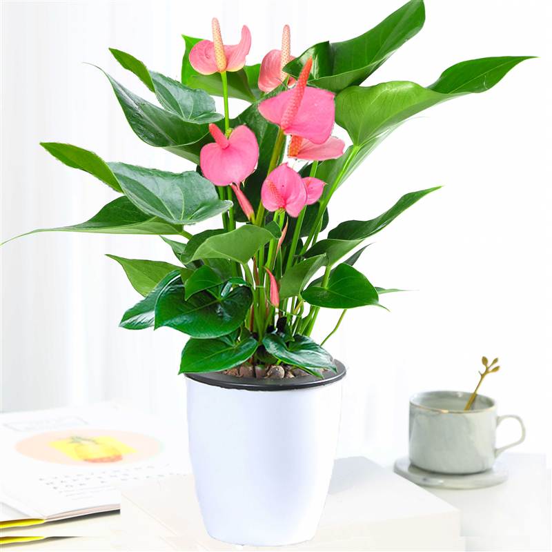 带花粉掌盆栽室内花卉好养植物水培一帆风顺火鹤花土培四季开花白