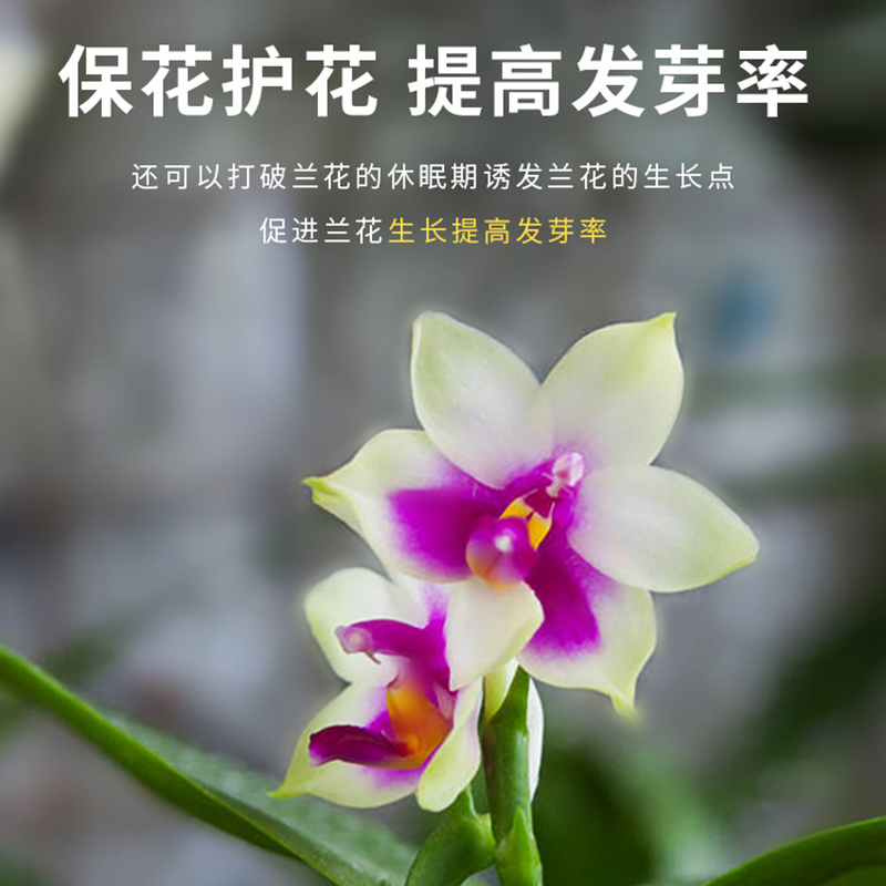 兰花爆根剂促开花生根家用盆栽兰科专用君子兰蝴蝶兰通用肥营养液