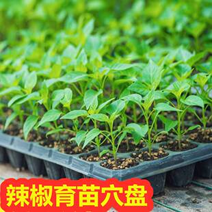 辣椒育苗盘西瓜育苗杯塑料托盘玉米黄瓜蔬菜扦插专用盆菜苗培育器