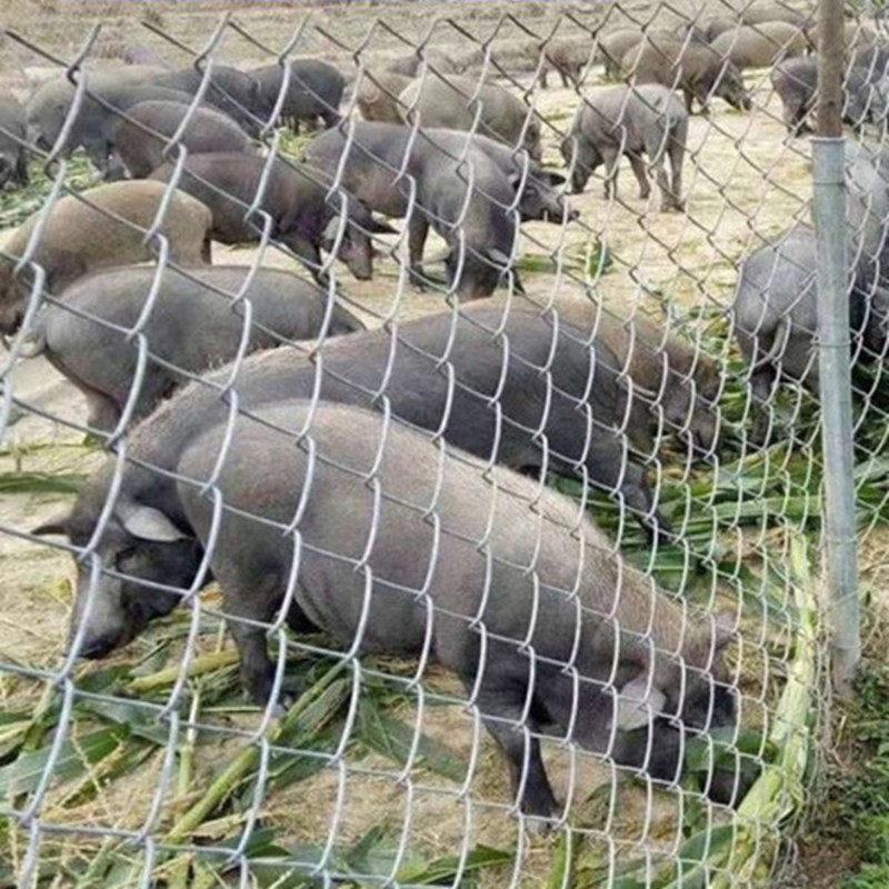 圈猪用菱形网格勾花隔离养殖网镀锌钢丝围栏网铁丝围栏防护隔离网