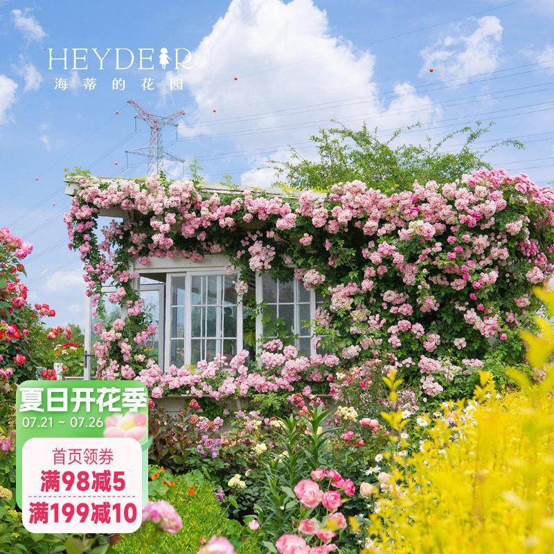 海蒂的花园 苹 果花爬藤月季藤本春季花量大庭院露台花卉盆栽花苗,鲜花速递/花卉仿真/绿植园艺,月季/蔷薇/玫瑰,淘宝优惠券,粉丝福利购,淘宝优惠卷