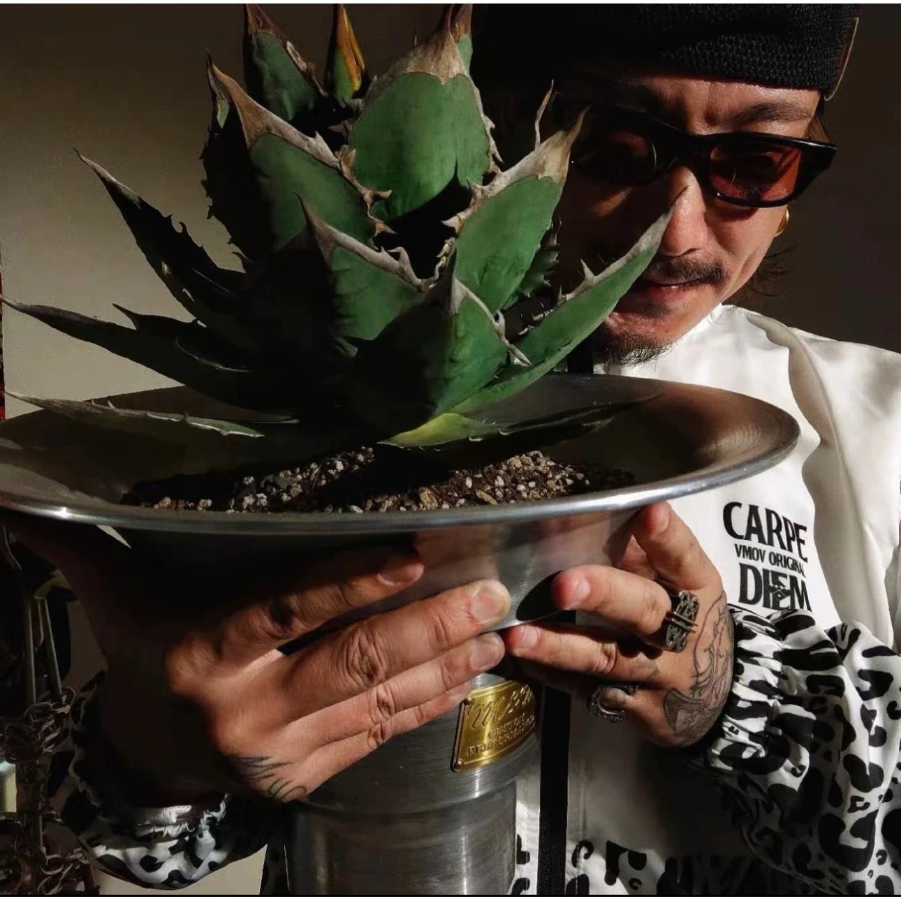 m&m 龙舌兰块根多肉金属花盆木村拓哉同款手工盆日式块根植物花盆