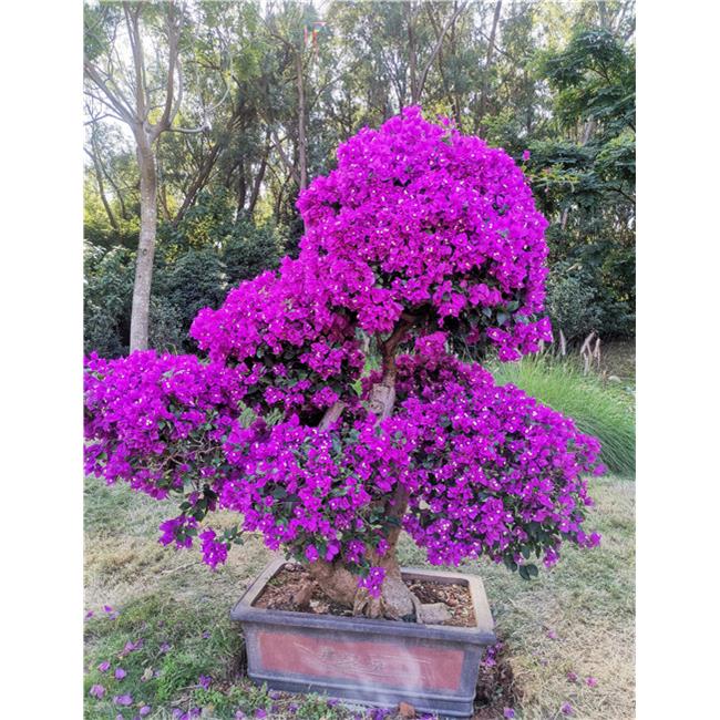 安格斯紫花三角梅提根三角梅盆景盆栽云南紫三角梅