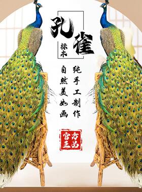 孔雀摆件玄关摆件 真羽毛客厅婚庆会所拍摄道具教学装饰工艺品