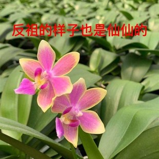 麒麟兰苑高品质蝴蝶兰金树一代变异浓香型兰花苗室内绿植四季开花