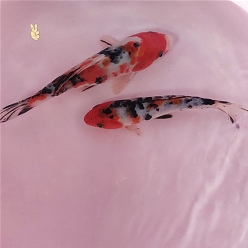 诚森大正三色锦鲤鱼活体冷水观赏鱼易活耐养风水招财金鱼活鱼锦鲤