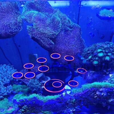 热销珊瑚萤光发光提高升台松树型基座海缸断肢繁殖支架造景成景摆