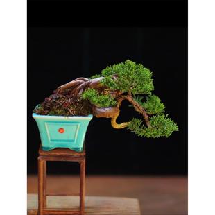 济州精品微型小品盆景松柏系鱼川真柏柏树绿植植物盆栽7