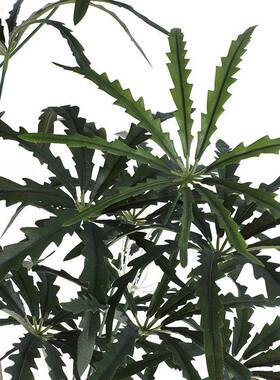 仿真孔雀木聚财植物八叶盆栽厅办公室植AMS-kqm客物仿真植角摆件