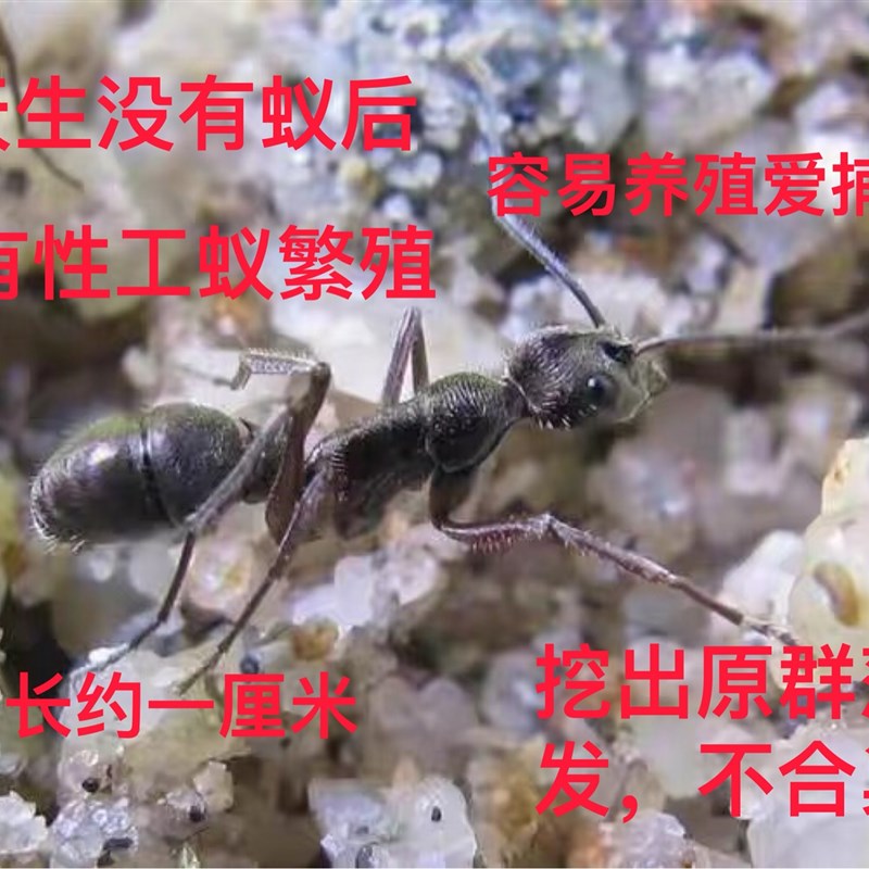 热销聚纹双刺猛蚁 凶猛 生命顽强 个大 宠物蚂蚁 无后繁殖品种
