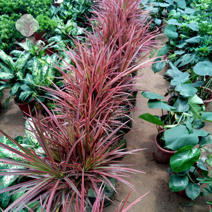 红边竹蕉三色龙血树剑叶龙铁树三色铁彩铁桌面盆栽绿植包邮