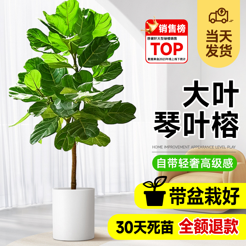 老桩琴叶榕客厅绿植物室内大型好养老桩大叶办公室落地大盆栽真花