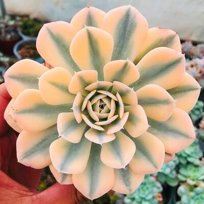 极速多肉植物鲁氏石莲锦巨型大棵室内阳台桌面绿植园艺花卉组合盆