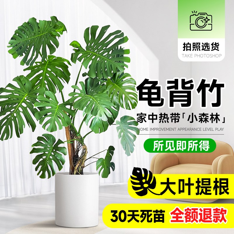 大叶龟背竹客厅盆栽绿植室内大型老桩提根落地客厅电视柜旁边植物