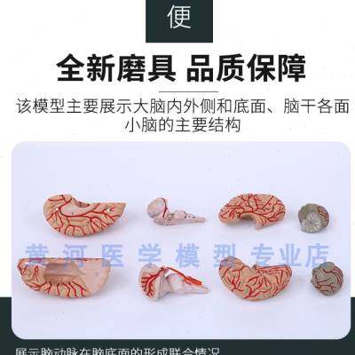 脑解剖模型 人体脑结构模型 大脑模型 脑动脉血管分布 带数字标识