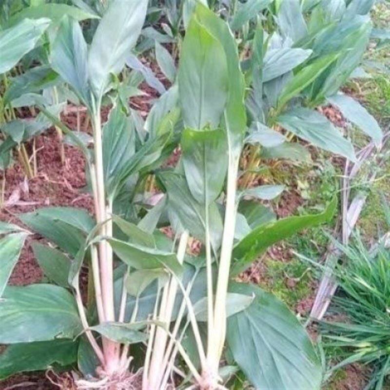 极速云南草果种植苗贵州草果大红草果(香料用)