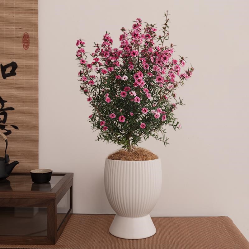 松红梅盆栽室内客厅四季好养植物办公室桌面摆放盆景耐寒花卉绿植