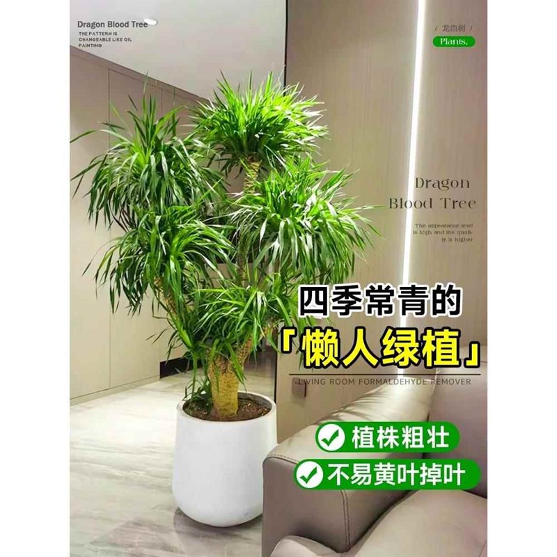 龙血树客厅绿植盆栽多头龙须树客厅内好养大型绿植龙铁树植物盆栽