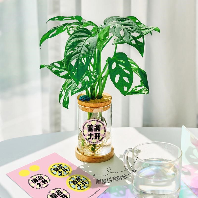 水培植物仙洞龟背竹绿植盆栽室内好养办公室净化空气爬藤植物耐阴