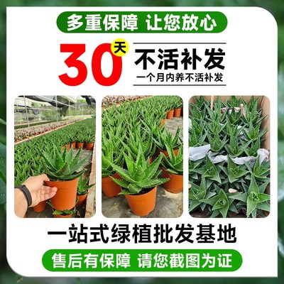 大盆芦荟盆栽室内桌面绿植花卉仙人掌多肉植物好养除甲醛净化空气