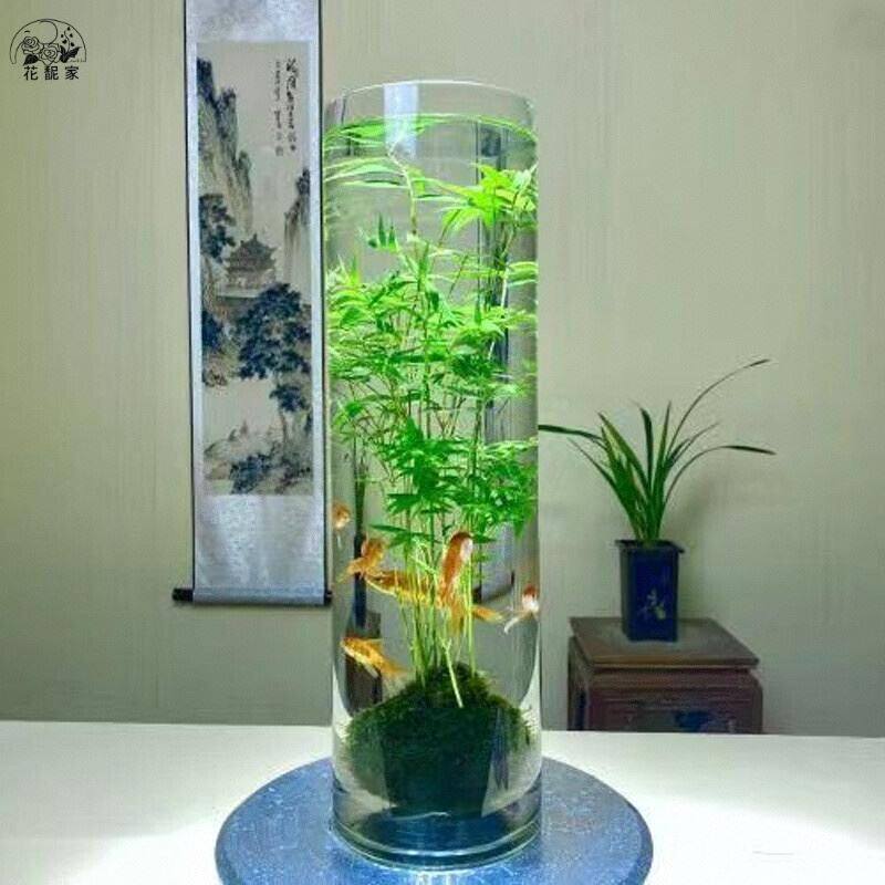 水培植物米竹盆栽室内带根水养小叶凤尾竹鱼缸用绿植矮化禅意盆景