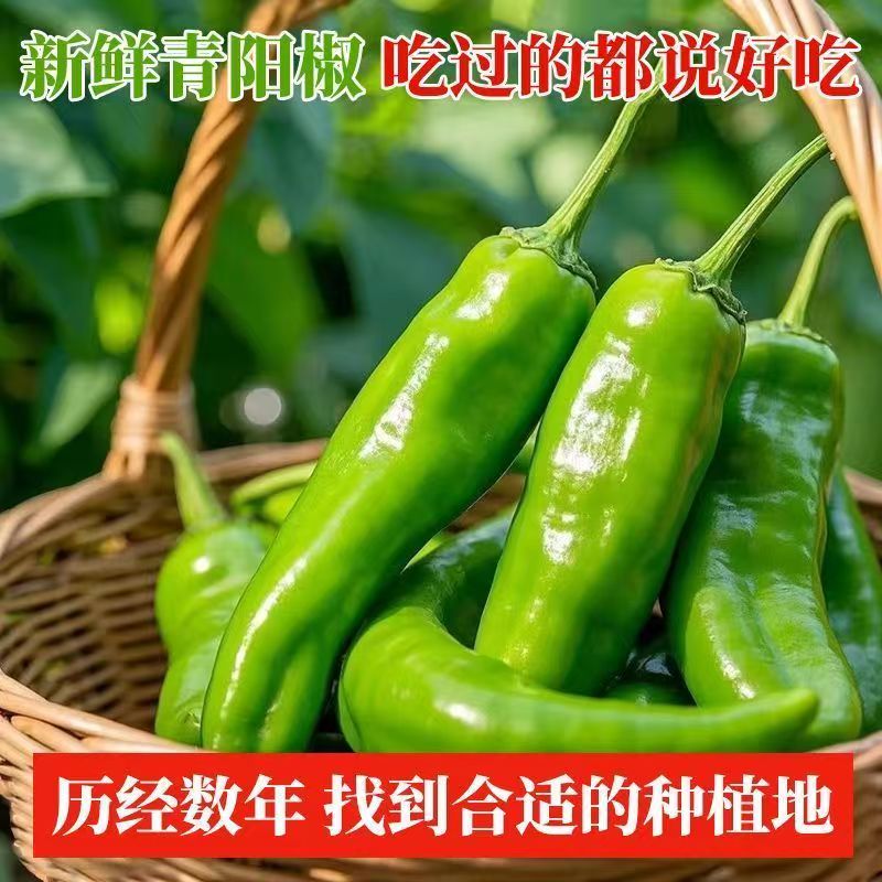 农家自种辣椒新鲜青阳辣椒薄皮尖椒现摘现发当季时令蔬菜批发