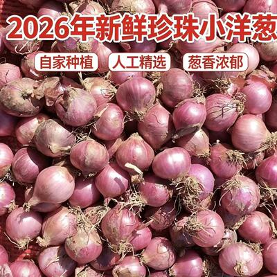 珍珠小洋葱紫红皮新鲜小洋葱味美多汁葱头凉拌水果洋葱迷你小圆葱