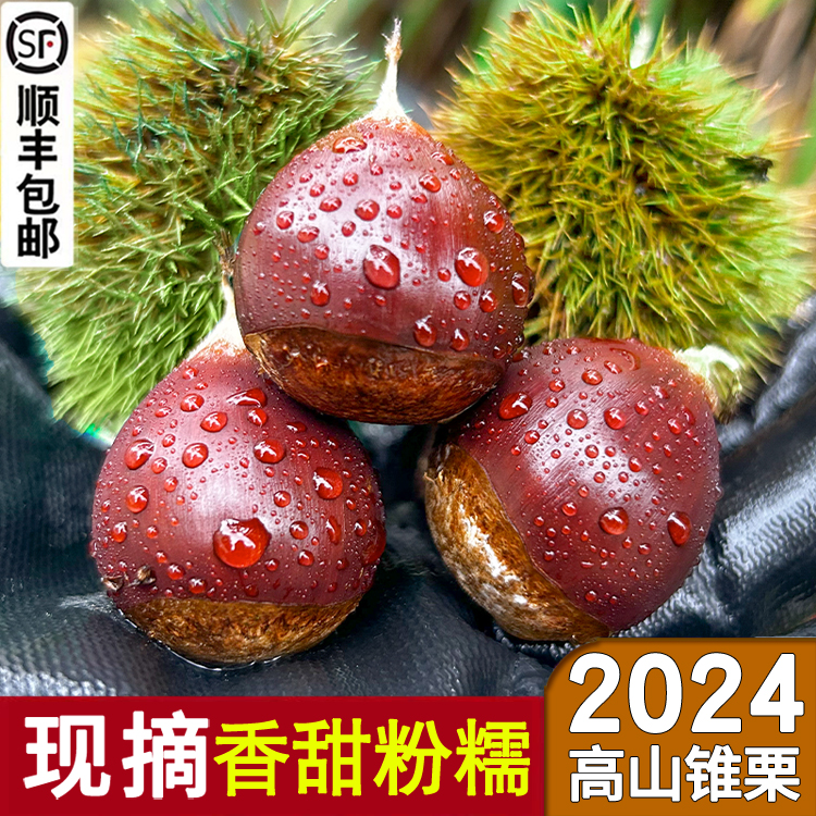 2024年新鲜生板栗建瓯锥栗高山油栗子现摘野生毛栗带壳榛子可糖炒