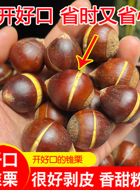 【开好口】2025年新鲜锥栗生板栗建瓯高山农家老树板栗现摘野生椎