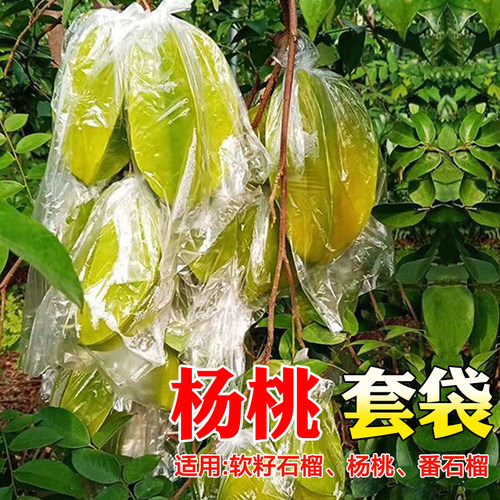 杨桃套袋杨桃防虫袋石榴防虫大号专用水果套袋透明保护薄膜保护袋