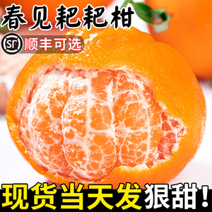 耙耙柑正宗四川春见现摘发货官方旗舰店新鲜丑八怪柑橘子当季水果