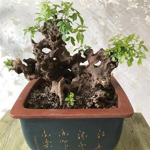 黄荆老桩植物绿植树桩盆景老桩花卉盆栽室内阳台