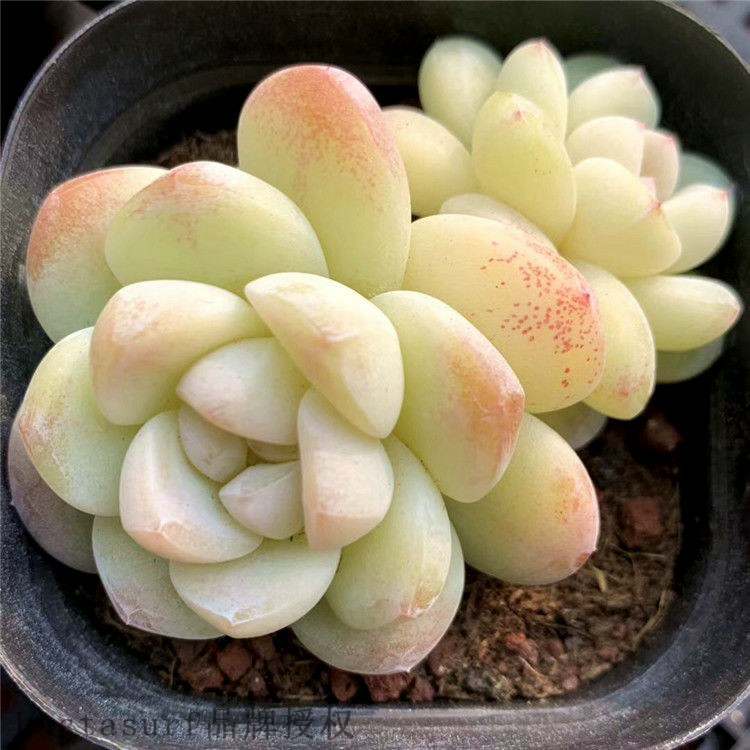 Classic variety of succulent plant precious goods ice jade