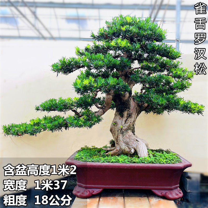 极速罗汉松盆景造型桩黑松柏树高端盆景迎客松庭院摆放四季常青造