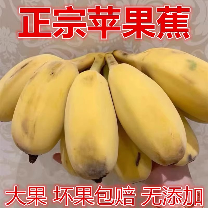 【放熟再吃】正宗苹果蕉香蕉新鲜自然熟10斤水果小米芭焦水果42