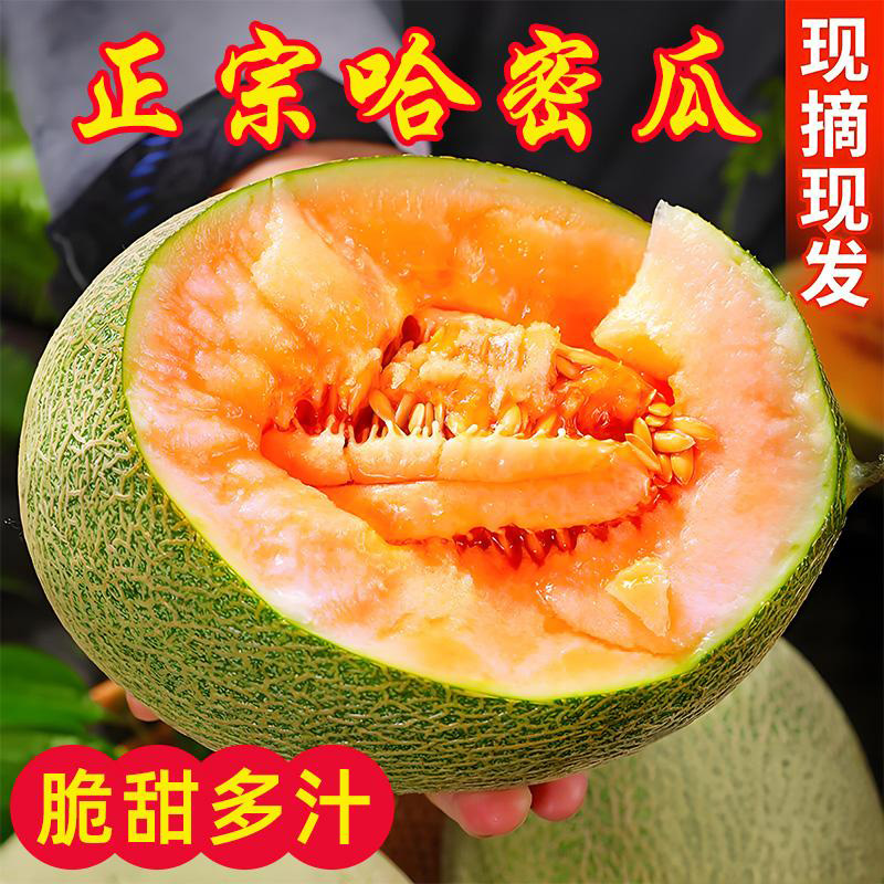 正宗新疆哈密瓜正宗海南哈密瓜