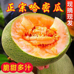 现摘哈密瓜新鲜水果斤西州蜜瓜当季老汉瓜网纹甜瓜香一整箱包邮82