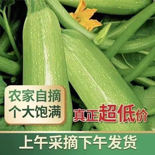 正宗云南西葫芦当季新鲜蔬菜便宜农家自种现摘番瓜时令