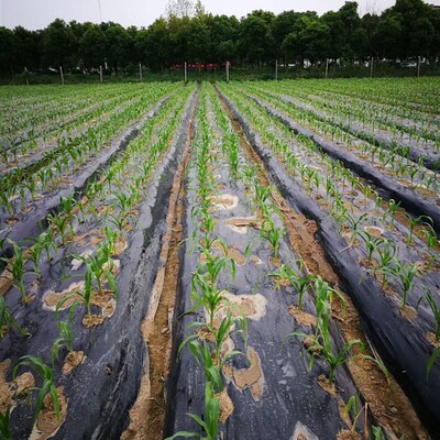 新款农用地膜黑色除草膜塑料薄膜果树反光膜银黑双色膜加厚农用品