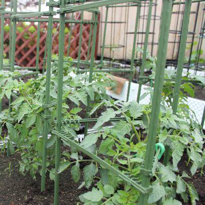 极速种菜蔬菜爬藤架花架植物庭院黄瓜西红柿架子藤架葡萄攀爬支撑