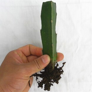 极速嫁接砧木 三角柱三棱箭可以做嫁接蟹爪兰的仙人掌科植物砧木