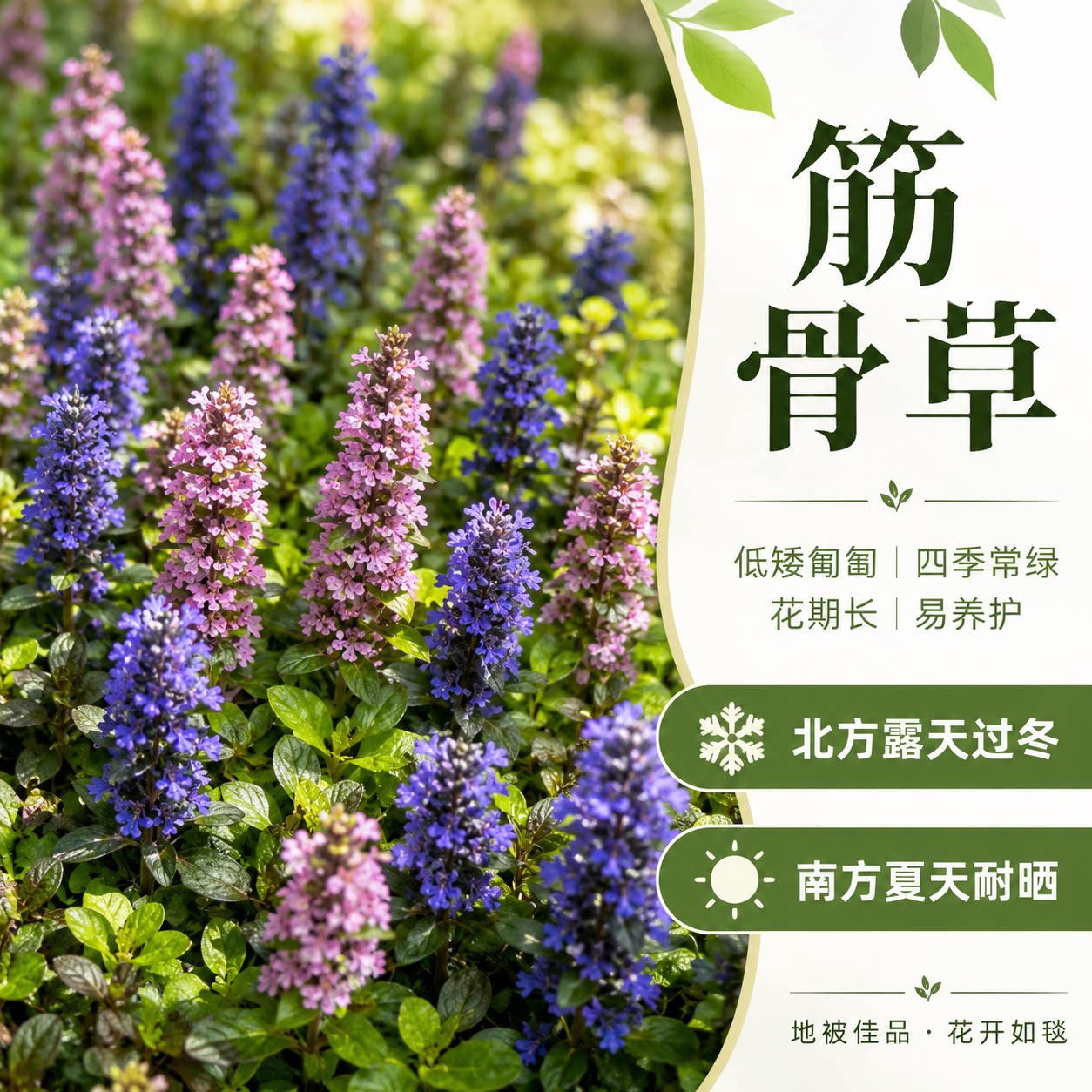 姬十二筋骨草霓虹灯耐寒耐热好养
