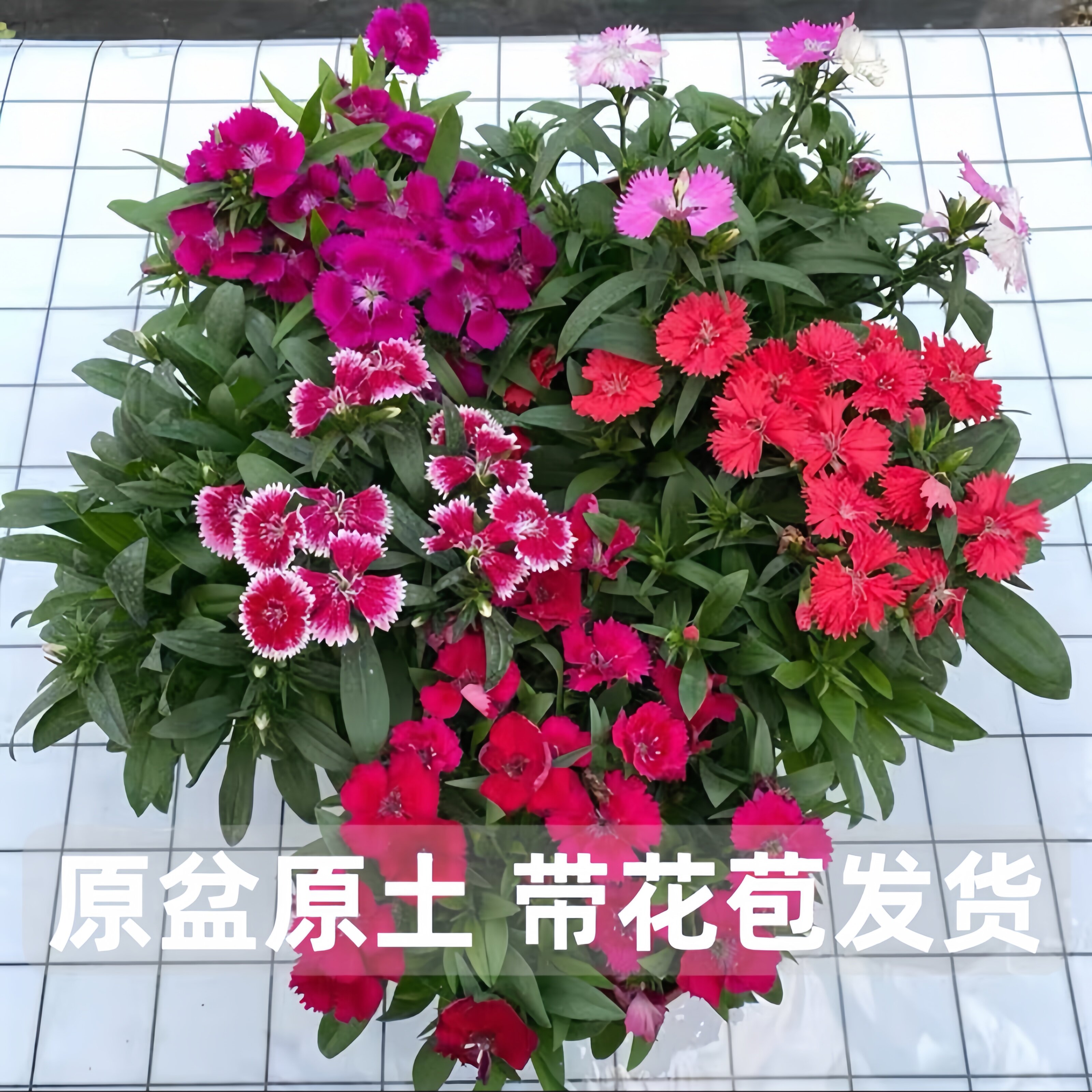 耐寒五彩石竹花苗美国石竹好养花期长室外庭院阳台盆栽带花苞花卉