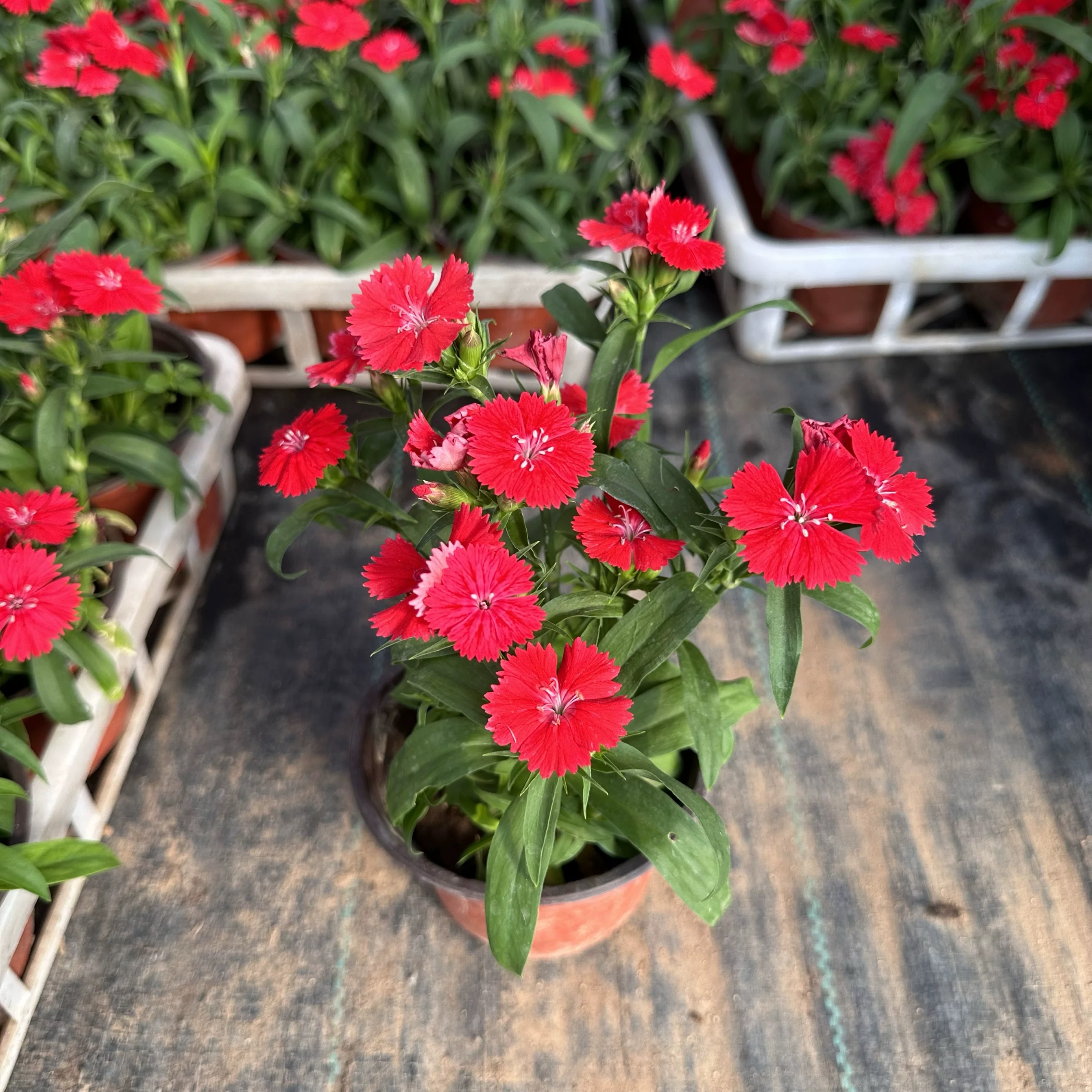 美国石竹大红色欧石竹苗庭院花卉