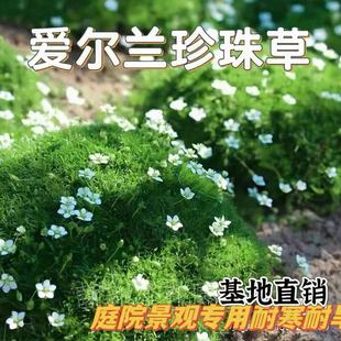 爱尔兰珍珠草庭院景观绿化常绿易活开花耐寒耐旱宿根植物多年生