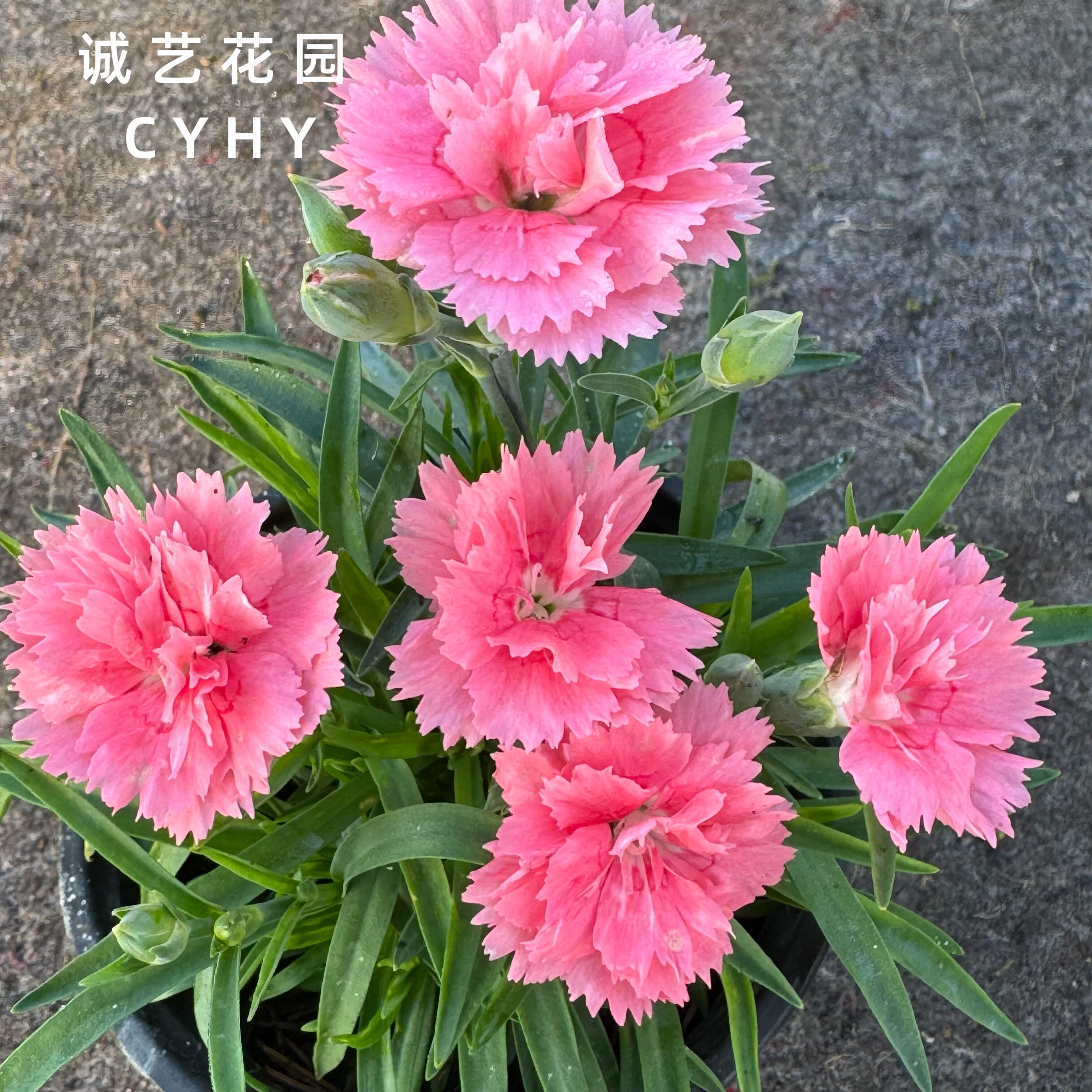 石竹天使之吻花园庭院景观多年生盆栽地栽阳时令草本花卉绿化植物 - 实物图