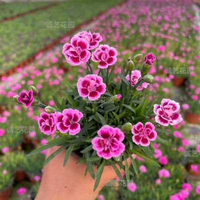 欧石竹花苗初吻耐寒耐热开花植物