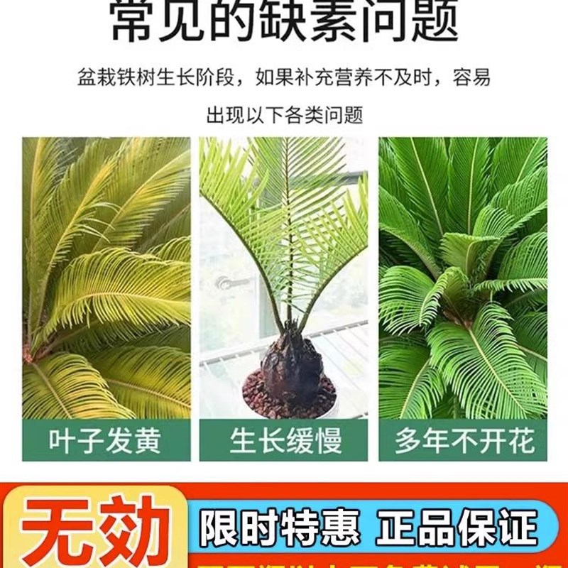 铁树专用肥料硫酸亚铁铁树叶子发黄专用营养液喜酸药花卉盆栽通用
